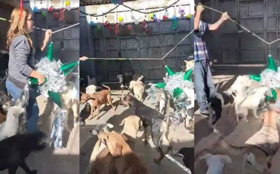 albergue_posada_para_perros
