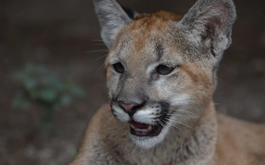 pumas-oaxaca