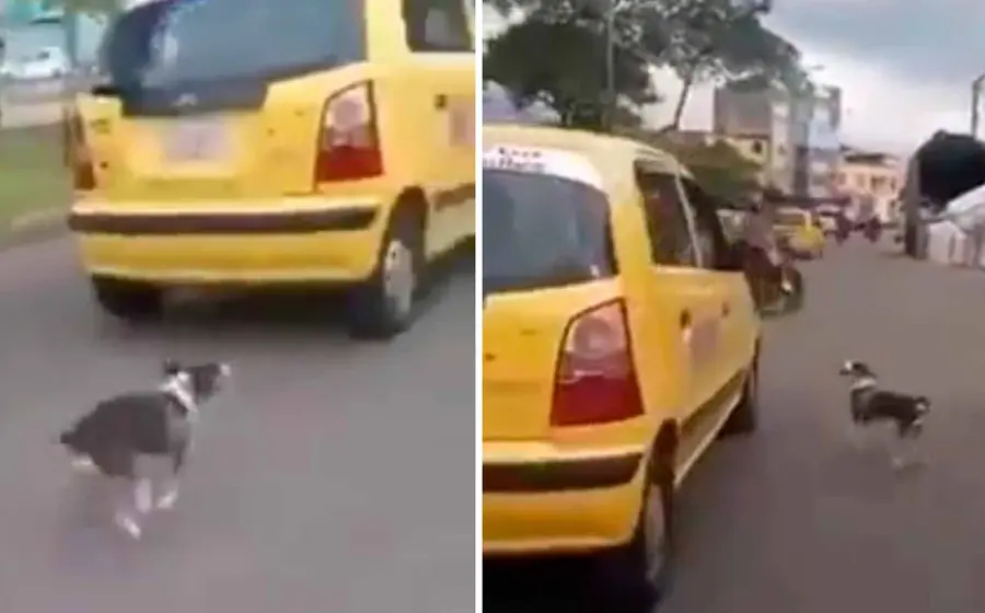 perrito 