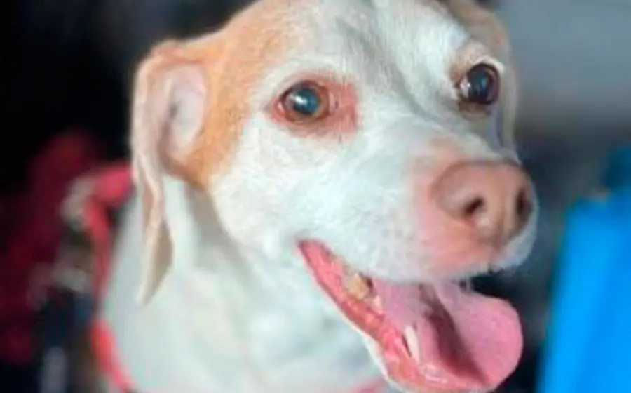 perrito 