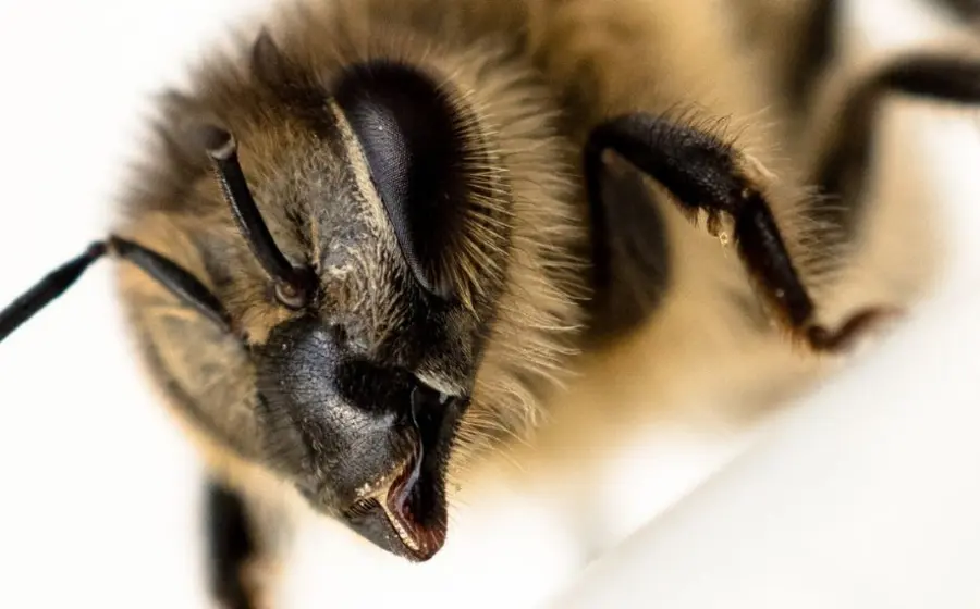 abeja
