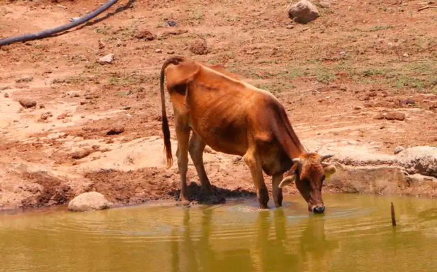 vaca 