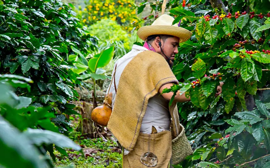 cafetalero_huautla