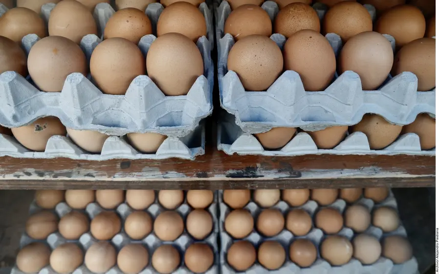 carton-huevos2