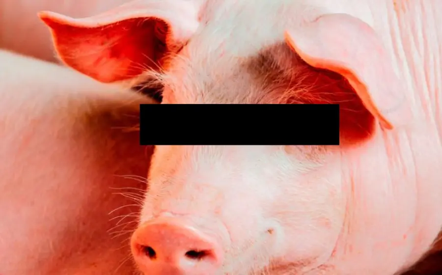 cerdo_ataca_carnicero