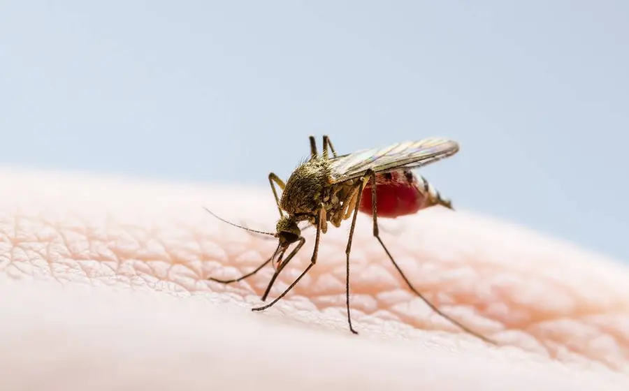 dengue-mosquito