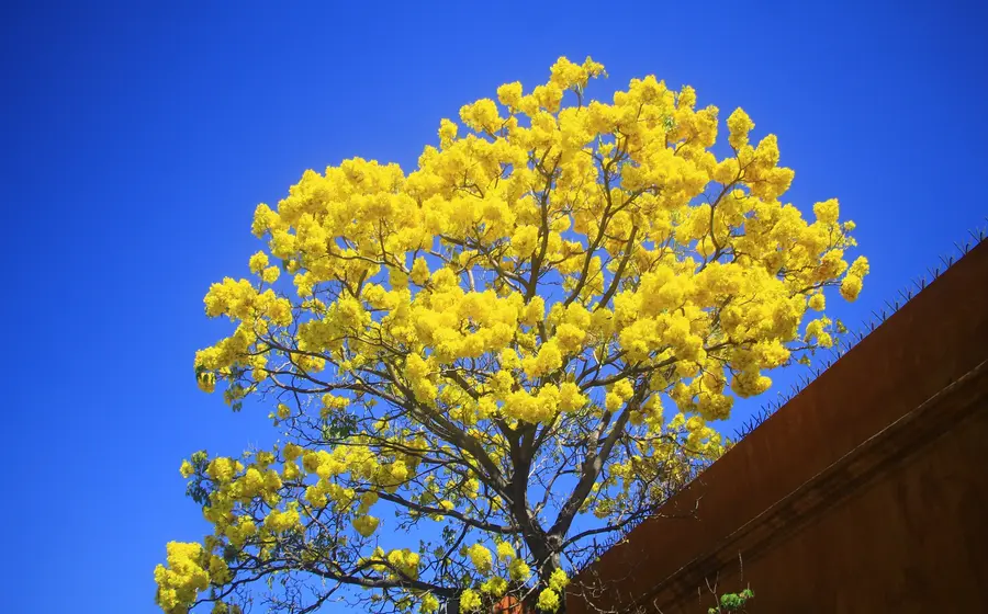 guayacanes_amarillos_oaxaca8