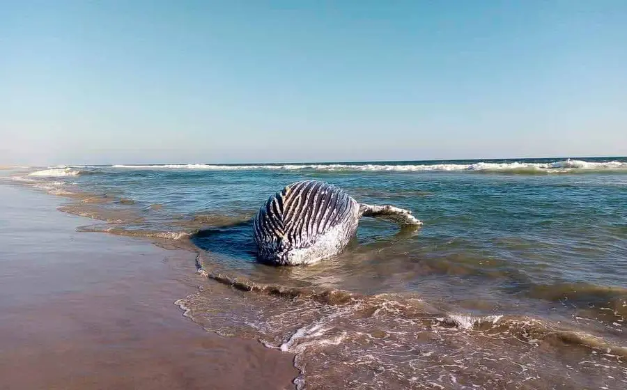 ballena 