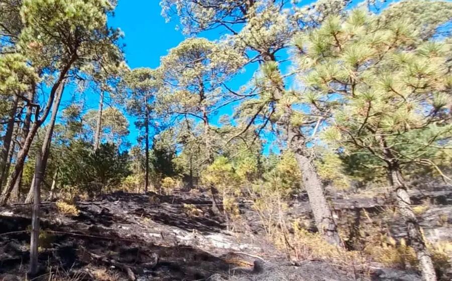 bosque