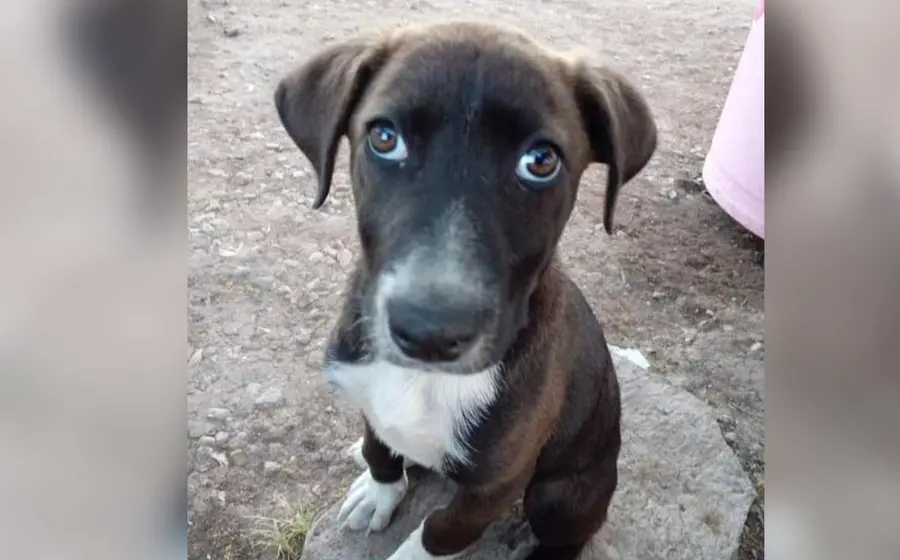 perro 