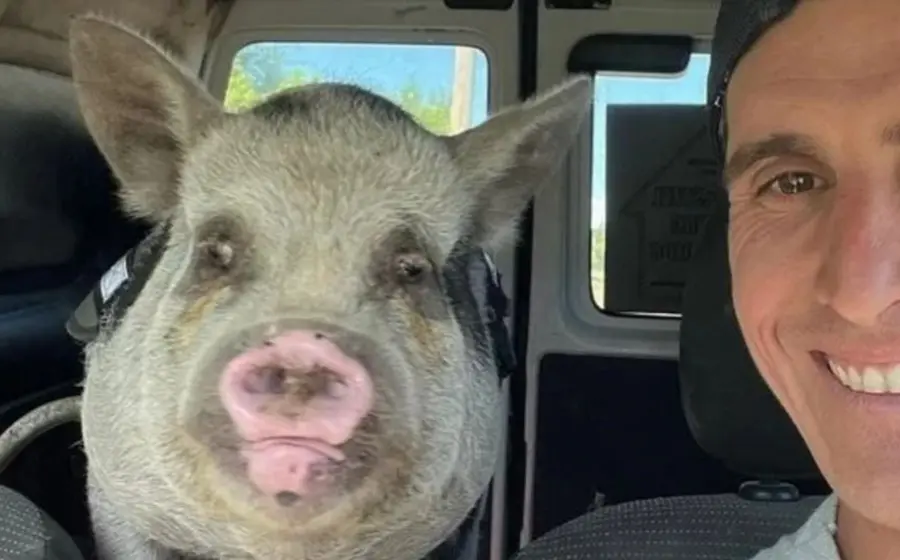 cerdito 