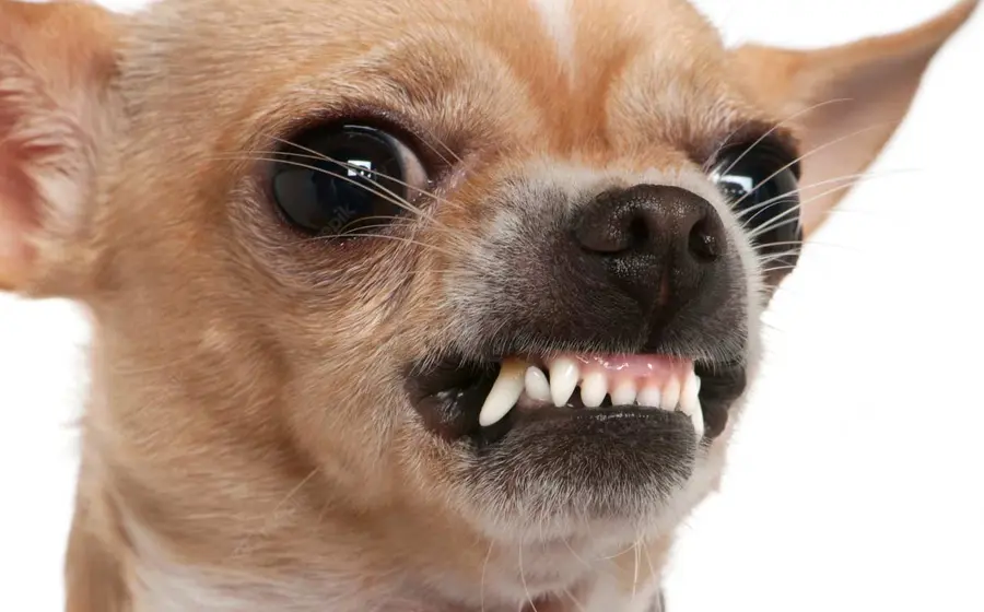 perro-enojado 