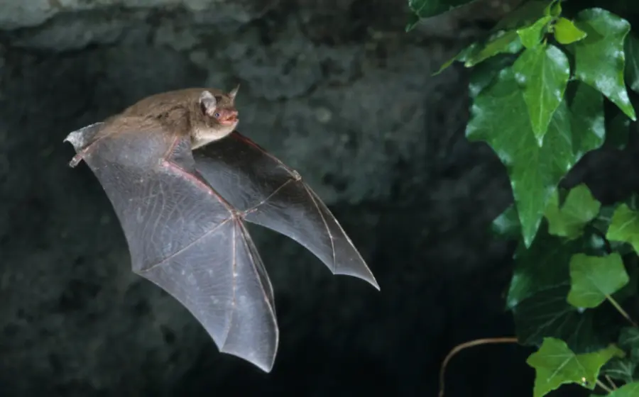 murcielago_volando