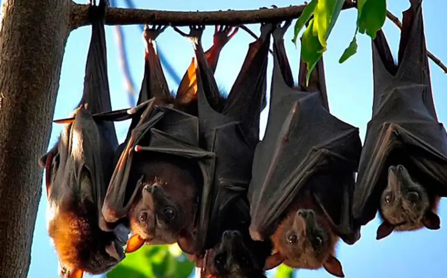 murcielagos 