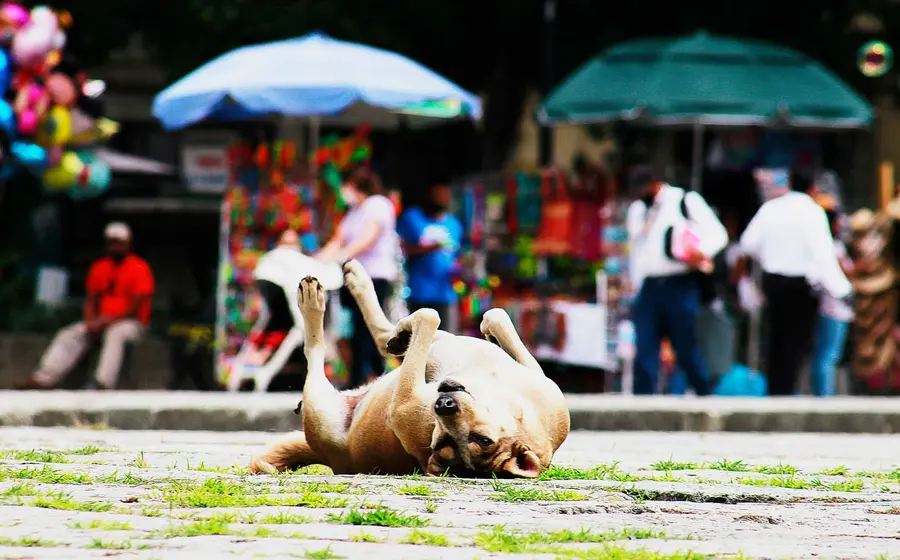 perro