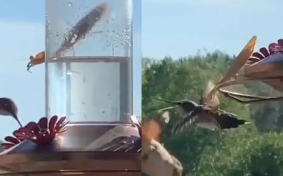 pajaro_y_mantis