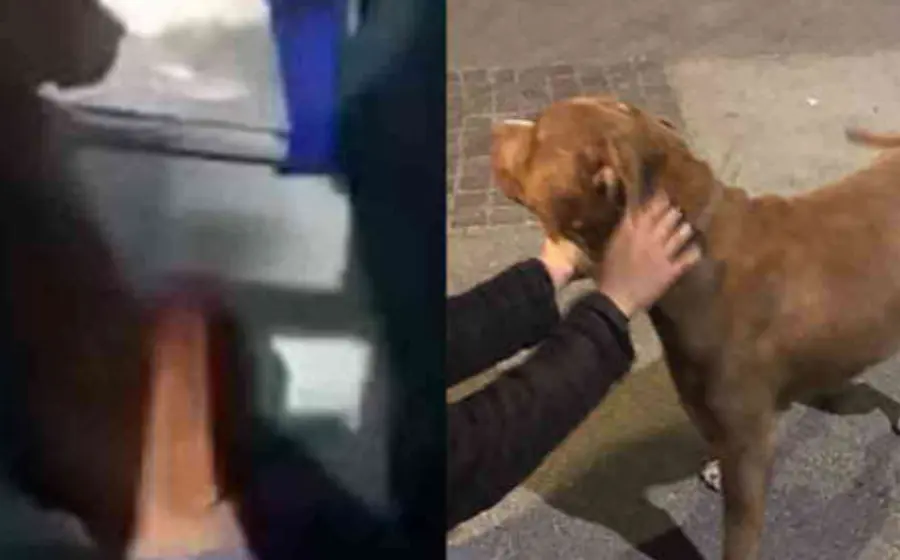 perrito_viajero_en_autobus