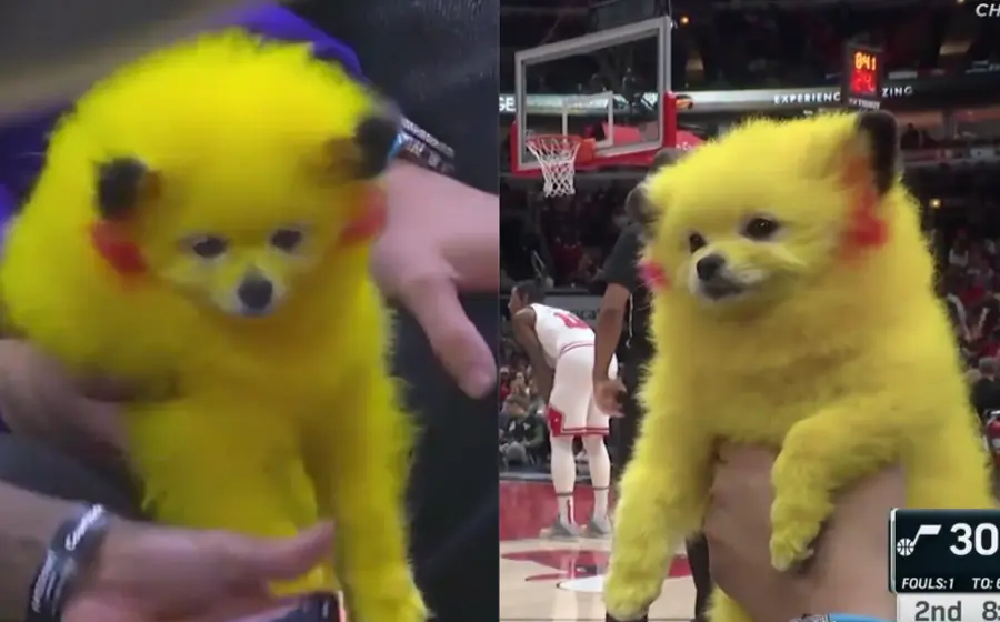 perro_pelo_teñido