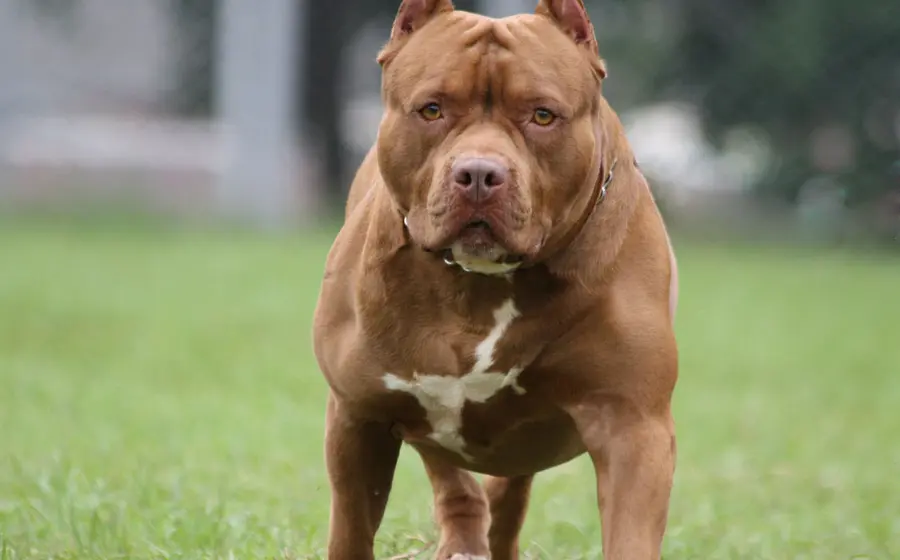 pitbull 