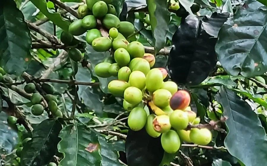 planta_café_tuxtepec