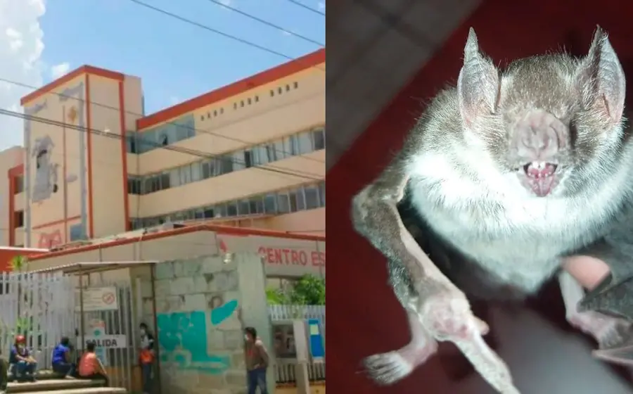 hospital-murcielago 