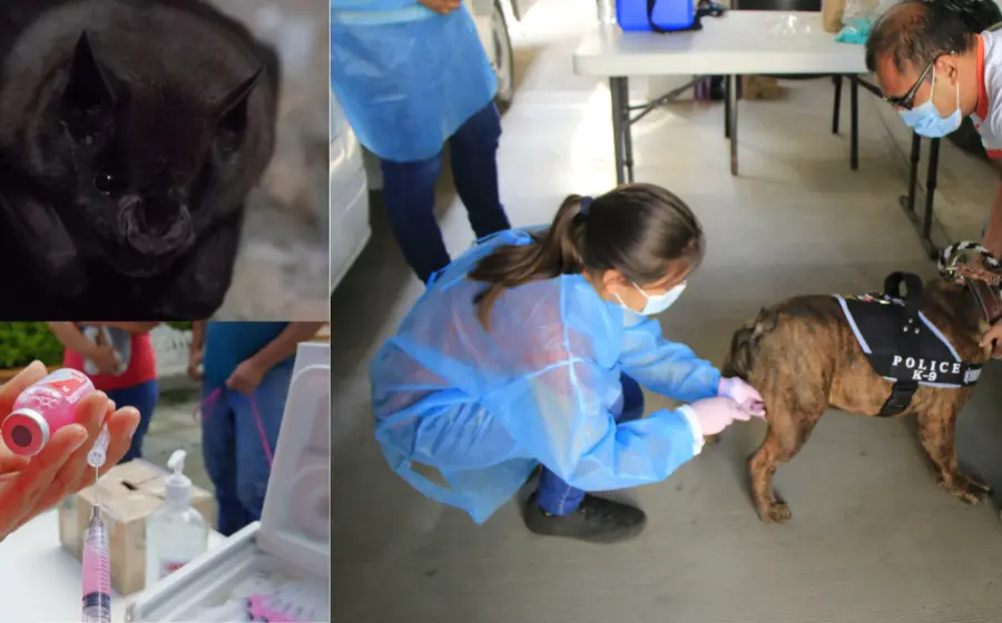 vacunacion-rabia-perros5