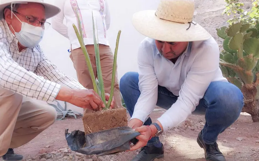 planta 