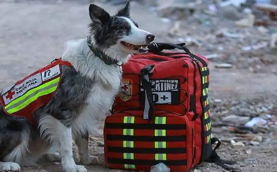 balam_perro_rescatista_mexicano