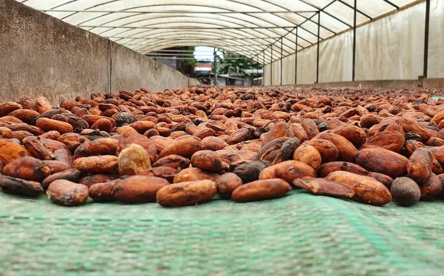 cacao