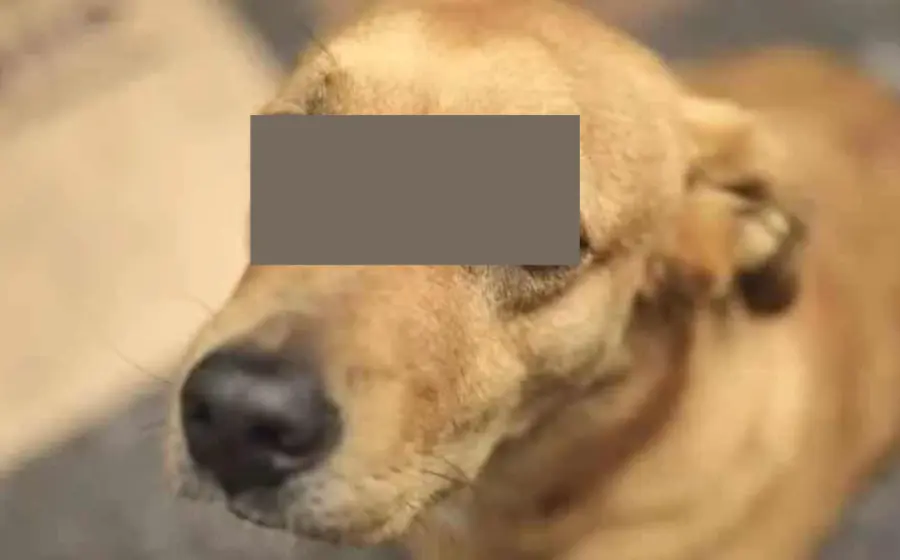 perro_estuvo_detenido_una_semana