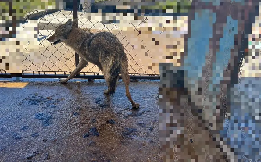 coyota_rescatada