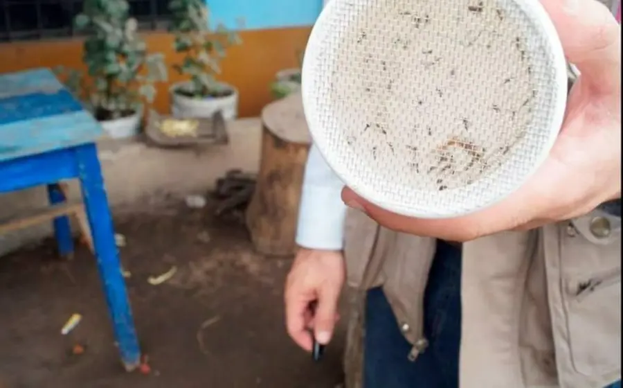 dengue
