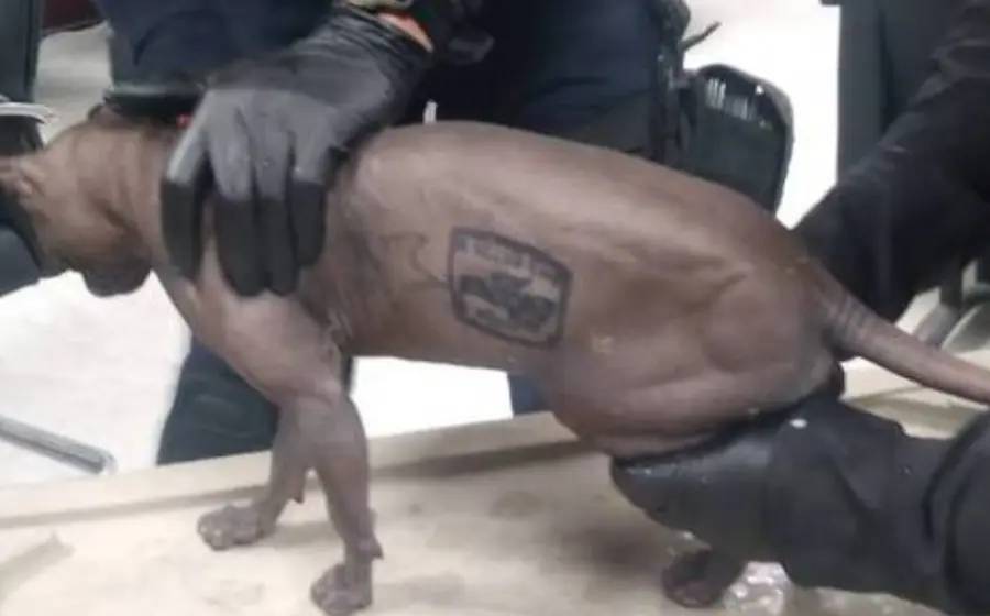 gato-tatuado