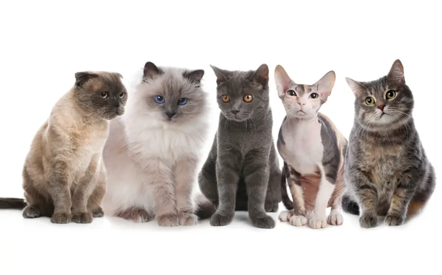 gatos5