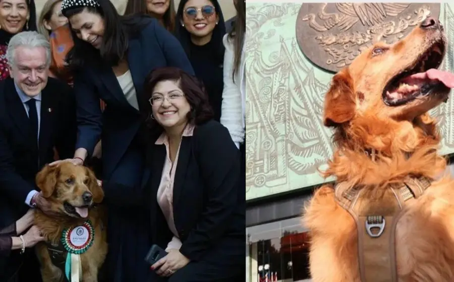 se_jubila_perrito