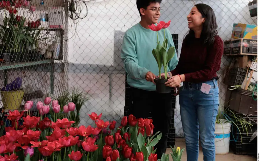 novios 