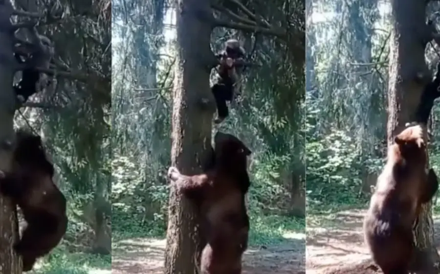 oso_persique_a_hombre