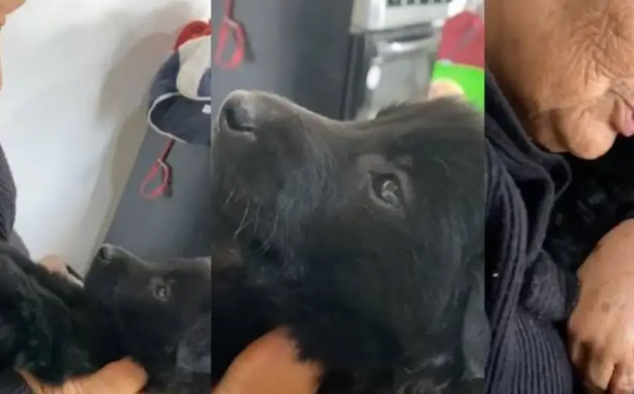 pancho_perrito_tiktok