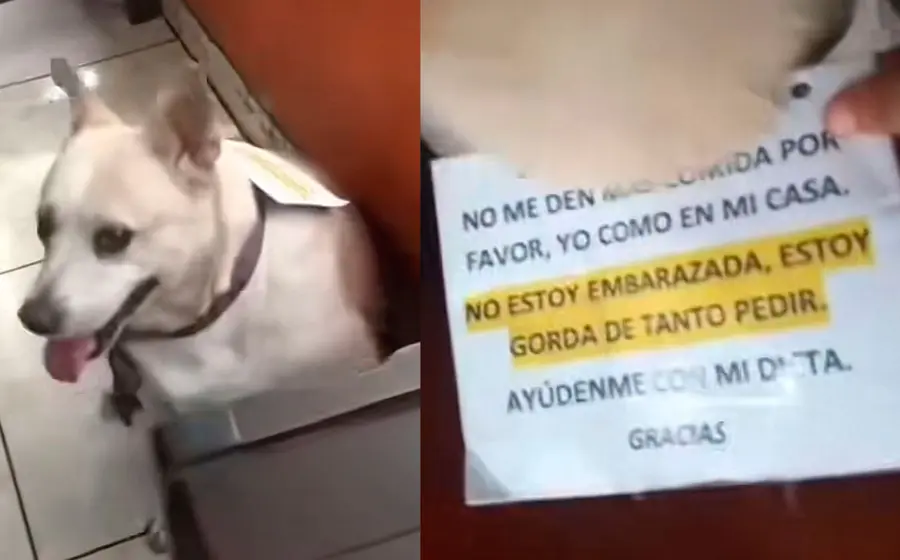 perrita 