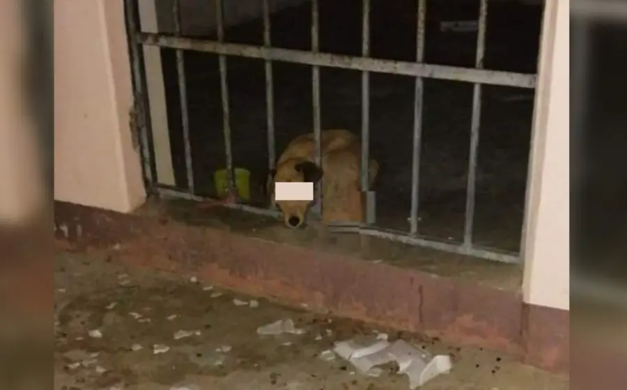 perrita_detenida_zoogocho