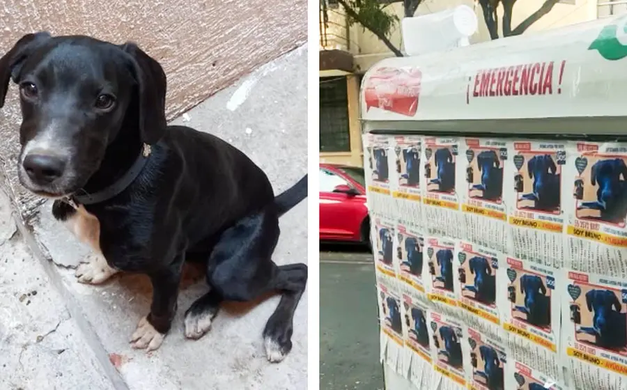 bruno_perdido_hace_2_meses