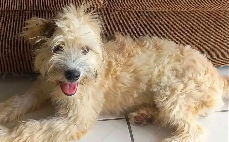 perro