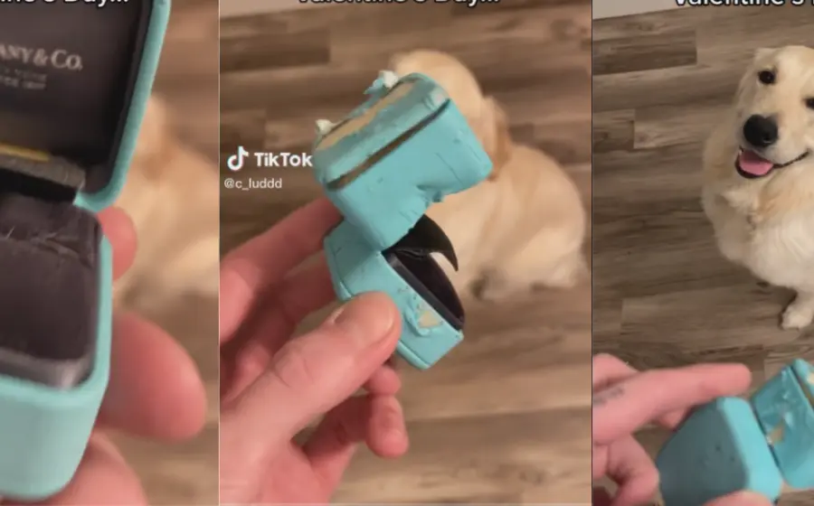 perrito-traga-anillo