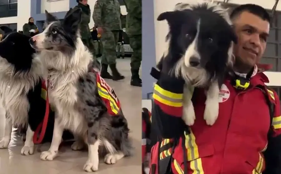 perros_rescatistas_estuvieron_en_turquia