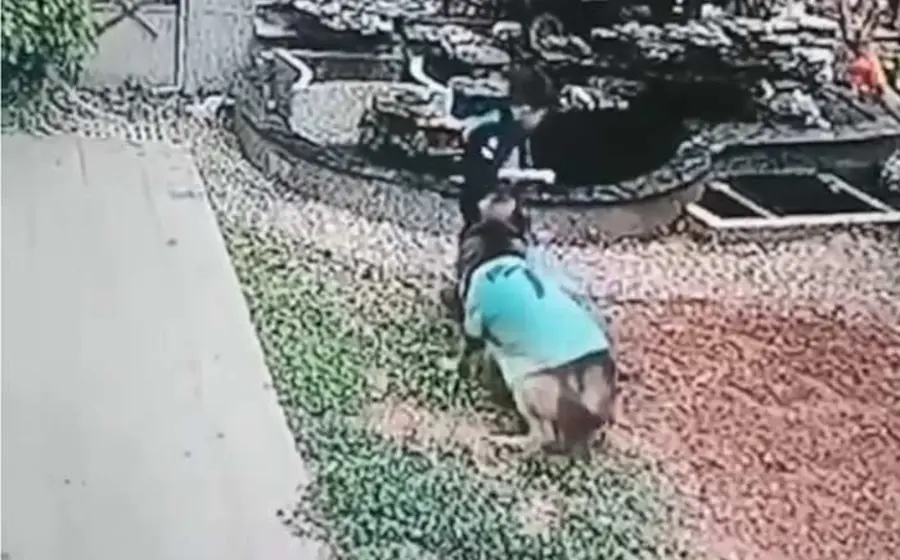 perro_cuida_a_niños