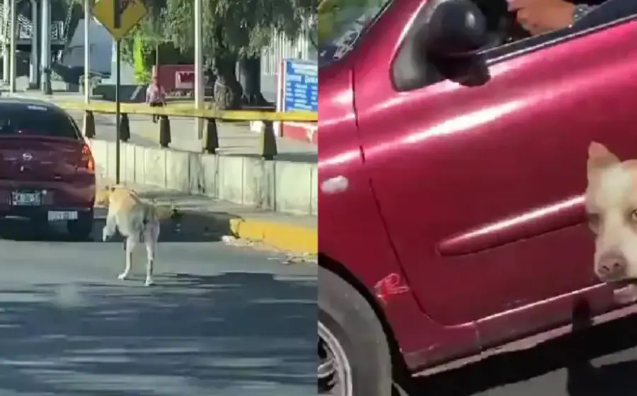 perro_abandonado
