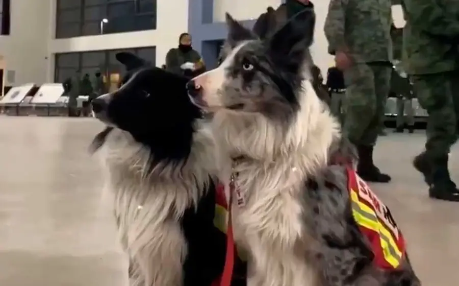 perros 