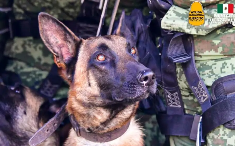 proteo_perro_rescatista_sedena