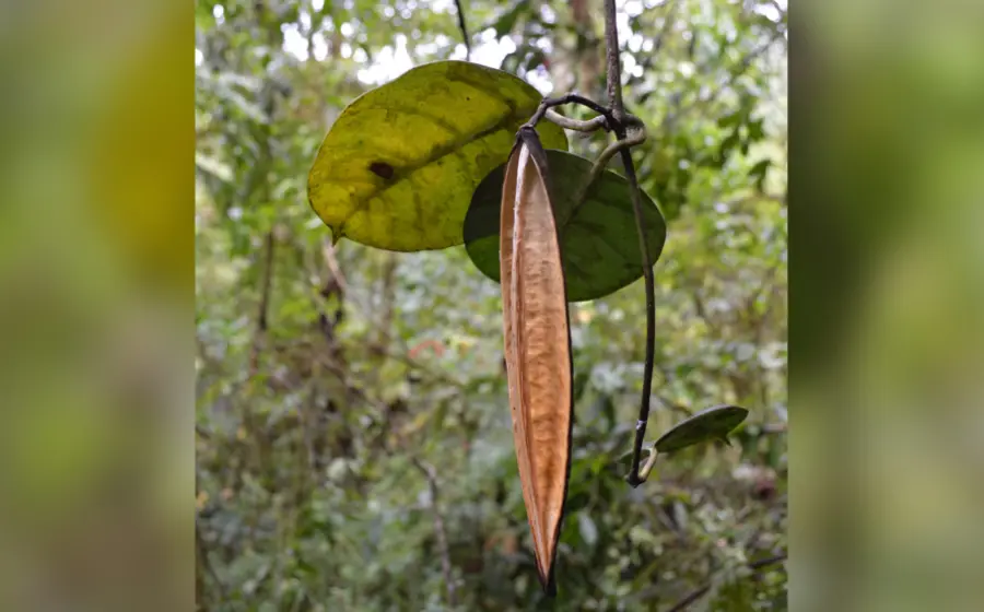 planta_descubierta_en_oaxaca