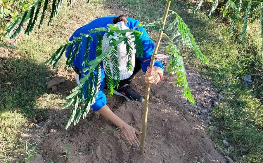 sembrar-planta 